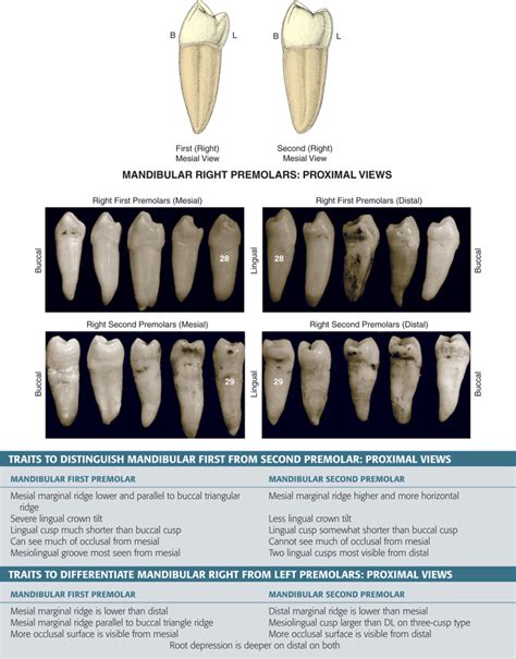 Type traits that differentiate mandibular second from first .